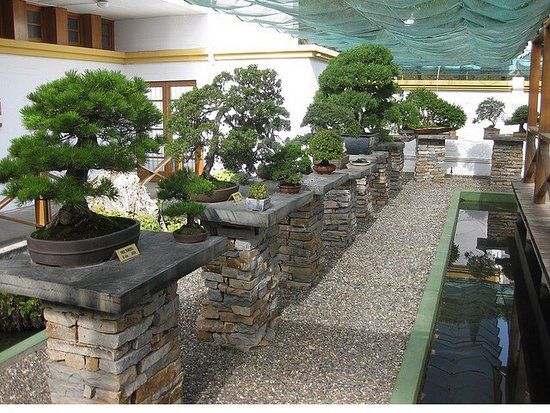 Museo del Bonsai